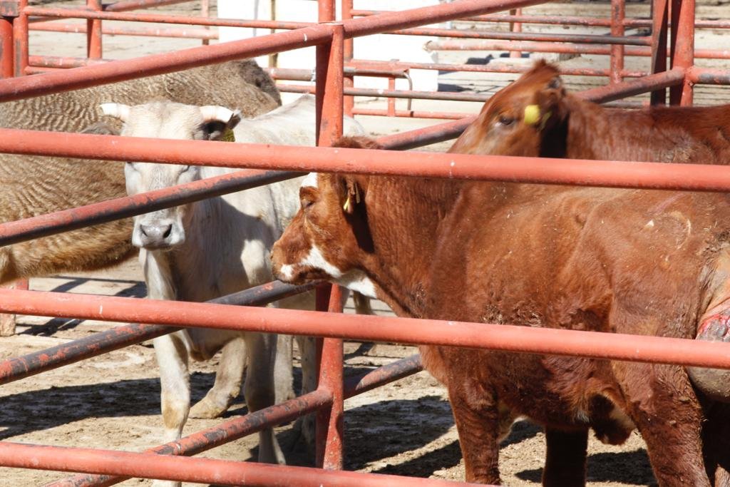 Registra Gobierno Municipal sacrificio de más de 2 mil animales durante septiembre.